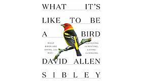 What It's Like to Be a Bird - From Flying to Nesting, Eating to Singing