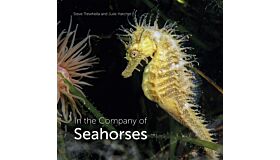 In the Company of Seahorses