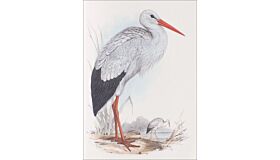 Notebook Birds of Europe