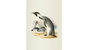 Notebook Erebus and Terror in Antartica