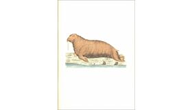 Notebook Zoologica Danica