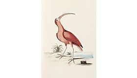 Notebook Collection of Various Birds