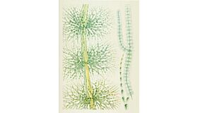 Notebook British Fresh-Water Algae