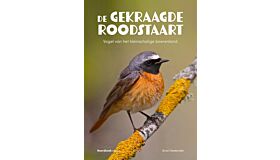 De gekraagde roodstaart