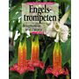 Engelstrompeten - Brugmansia und Datura