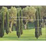 Mirrors of Paradise : The Gardens of Fernando Caruncho