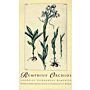 Rumphius' Orchids
