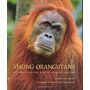 Among Orangutans