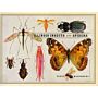 Illinois Insects and Spiders