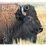 Buffalo