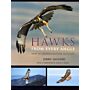 Hawks from Every Angle, How to Identify Raptors in Flight
