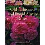 Old-fashioned and David Austin Roses