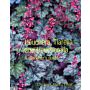 Heuchera, Tiarella and Heucherella : A gardener's guide