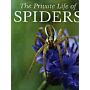 The Private Life of Spiders