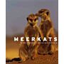 Meerkats
