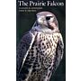 The Prairie Falcon