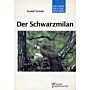 Der Schwarzmilan (milvus migrans)