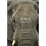 Moremi - Emozioni d'Africa / Africa Calling