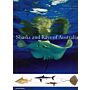 Sharks and Rays of Australia