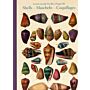 Shells - Muscheln - Coquillages