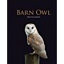 Barn Owl