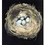 Nests - Fifty Nests and the Birds That Built Them