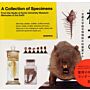 A collection of Specimens. From the Vaults of Kyoto University Museum: