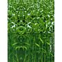 Plastic Green - Design for environmental transformation