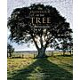 Splendour of the Tree