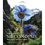 The Genus Meconopsis - Blue poppies and their relatives