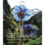 The Genus Meconopsis - Blue poppies and their relatives