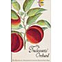 The Tradescants' Orchard - The Mystery of a Seventeenth-Century Painted Fruit Book