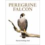 Peregrine Falcon
