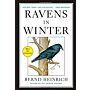 Ravens in Winter
