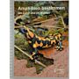 Amphibien bestimmen am Land und im Wasser
