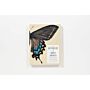 The Butterflies of North America - Titian Peale's Lost Manuscript