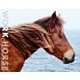 Charlotte Dumas - Work Horse