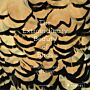 The Extraordinary Beauty of  Birds - Designs, Patterns and Details