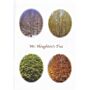 Mr. Houghton's Tree - One Year of the Life of a Maple Tree in Vermont