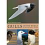 Gulls of the World -  A Photographic Guide