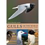 Gulls of the World -  A Photographic Guide