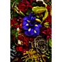 Encyclopedia of Flowers III