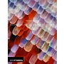 Biomimicry in Architecture (Second Edition)