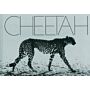 Mark Segal - Cheetah