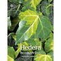 Hedera