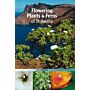 Flowering Plants & Ferns of St. Helena