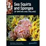 Sea Squirts and Sponges of Britain and Ireland