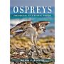 Ospreys - The Revival of a Global Raptor