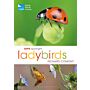 RSPB Spotlight - Ladybirds