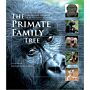 The Primate Family Tree